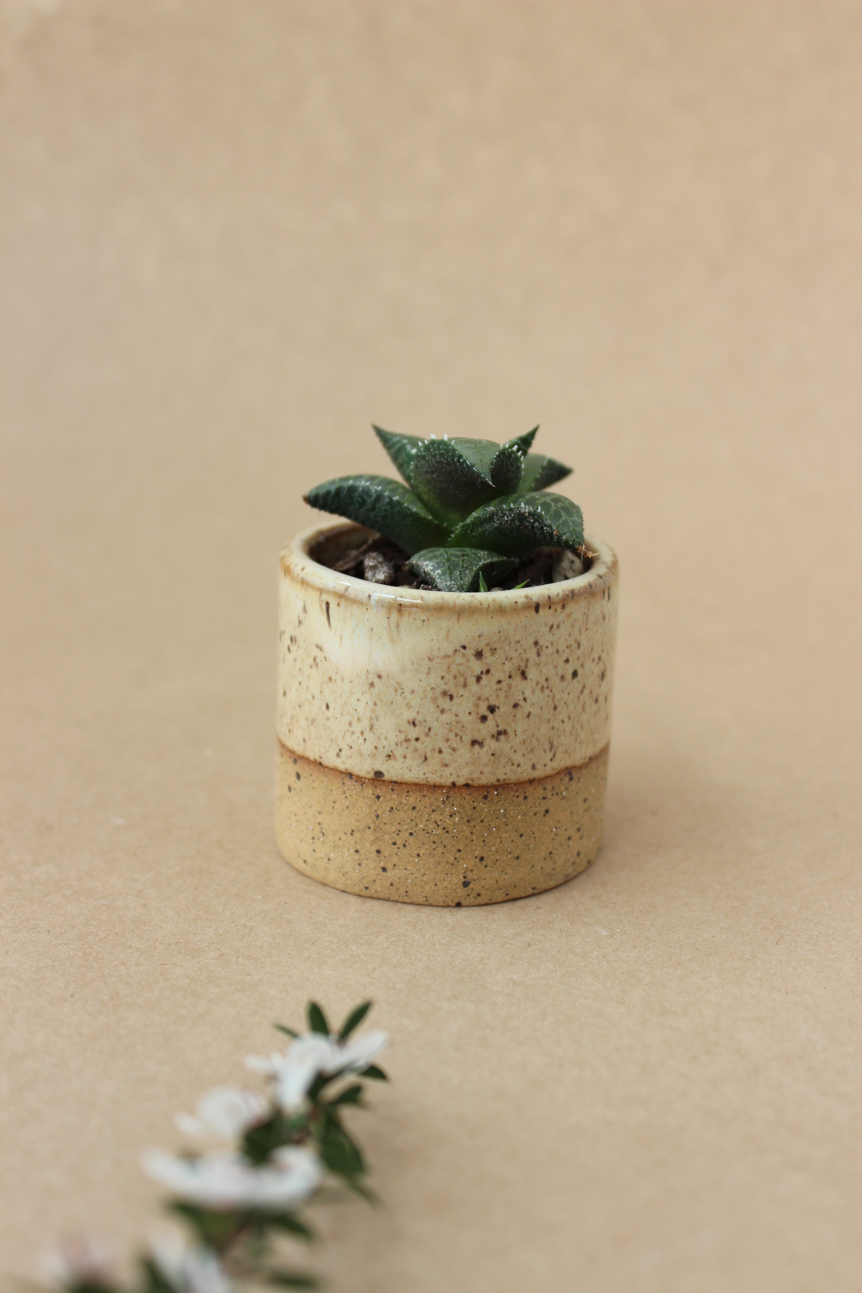 Tiny Vessel/Planter - Spinifex