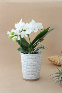 Large Cup Planter - White Speckle - Carved