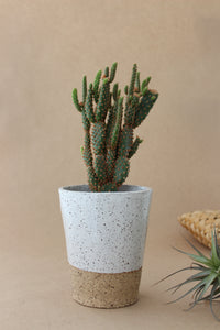 Large Cup Planter - White Speckle