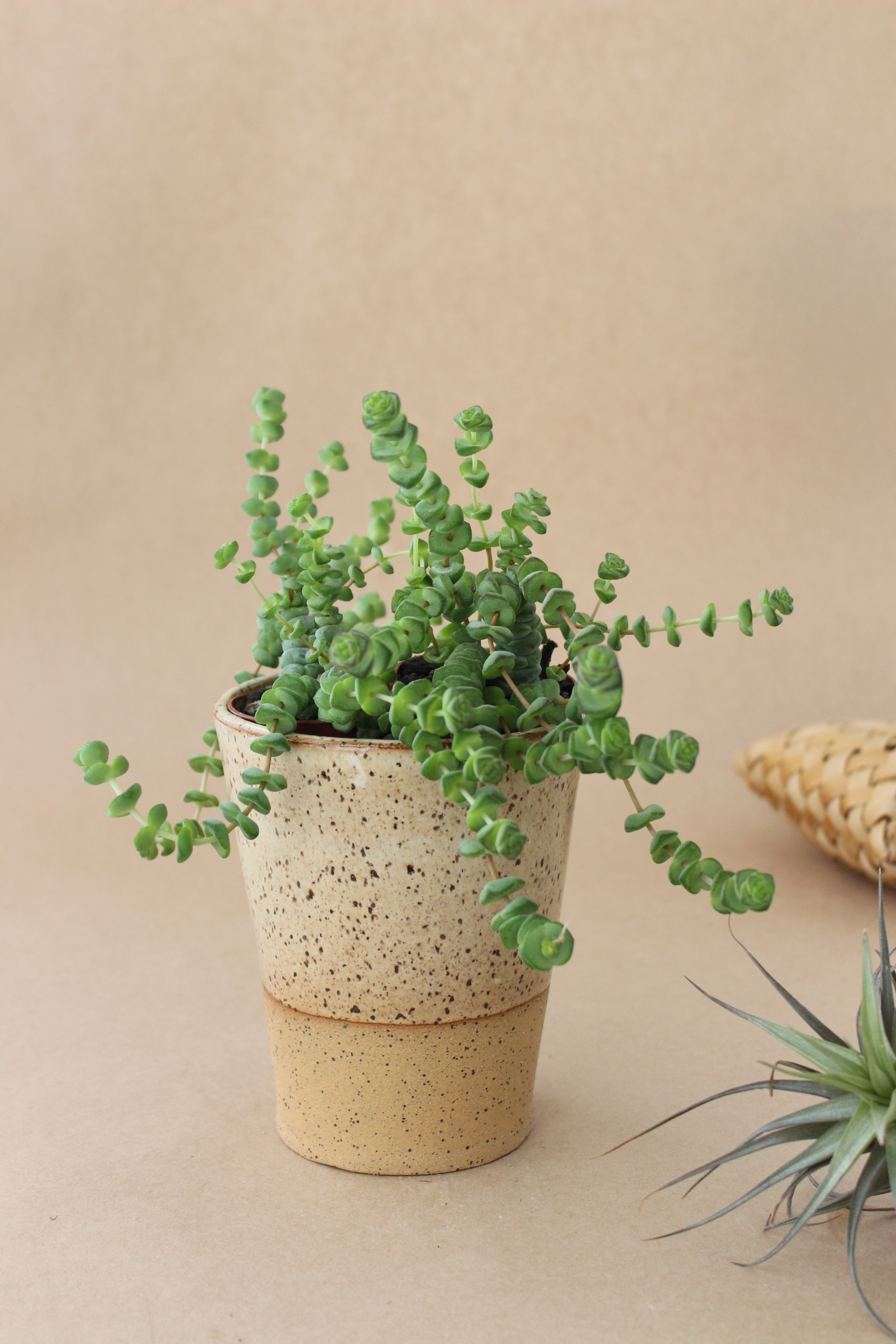 Large Cup Planter - Spinifex