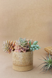 Mid Size Planter - Spinifex