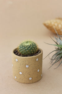 Small Planter - Alabaster Dot