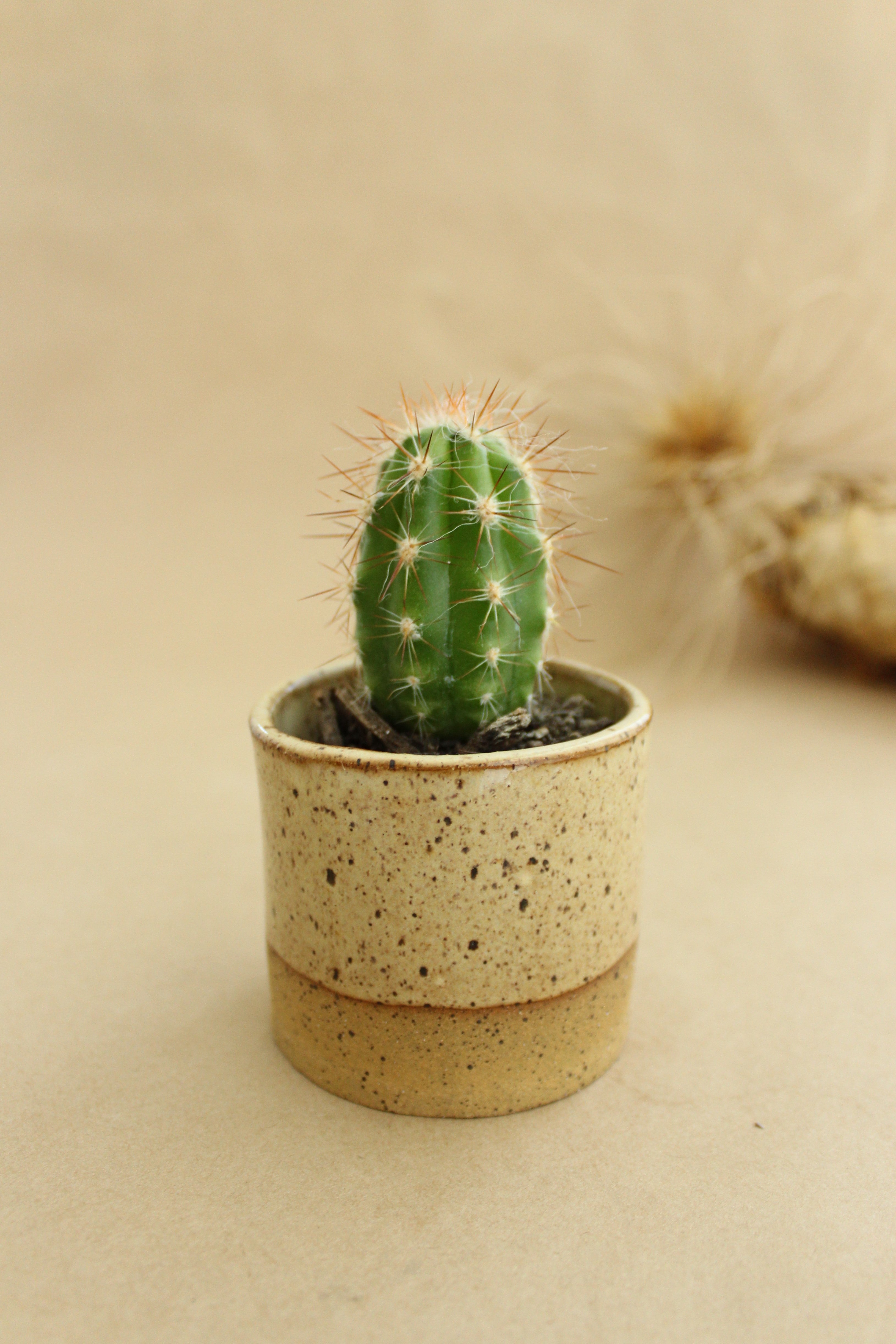 Small Planter - Spinifex