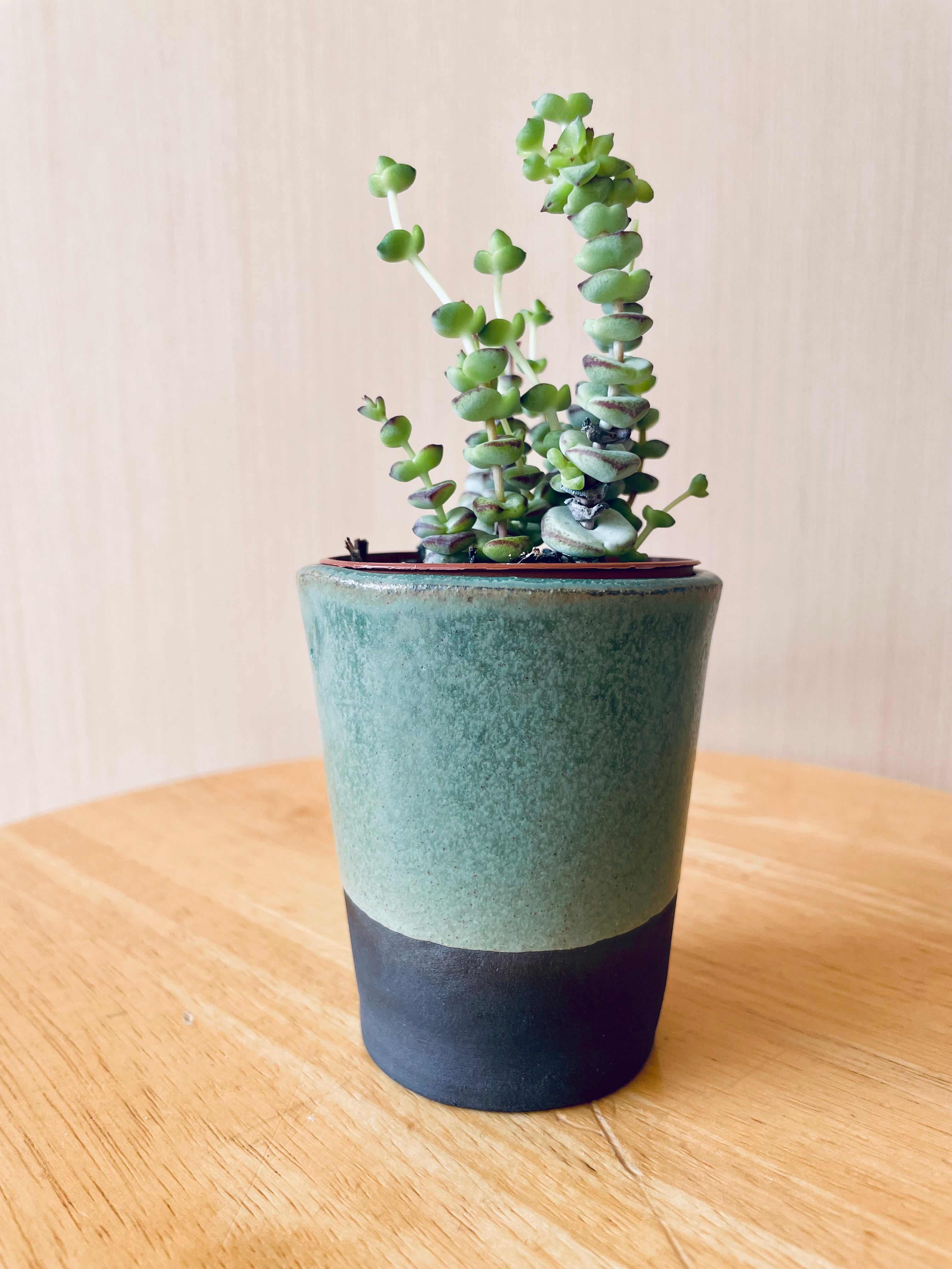 Small Cup Planter - Seafoam/Black